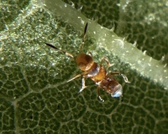 Pilophorus