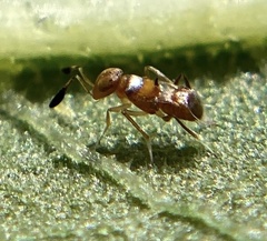 Pilophorus