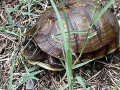 Terrapene carolina triunguis