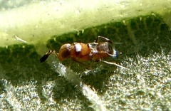 Pilophorus