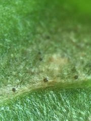 Septoria stellariae