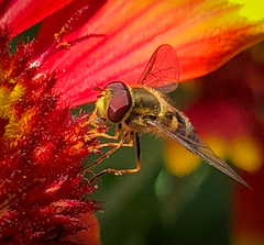 Syrphus opinator