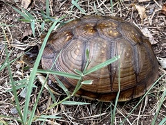 Terrapene carolina triunguis