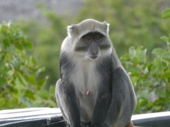 Cercopithecus mitis