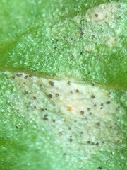 Septoria stellariae