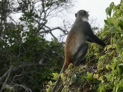 Cercopithecus mitis