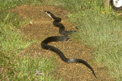 Pantherophis alleghaniensis