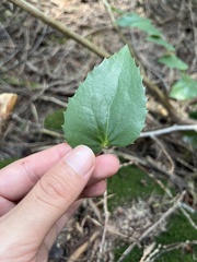 Berberis nervosa