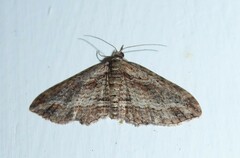 Chloroclystis filata