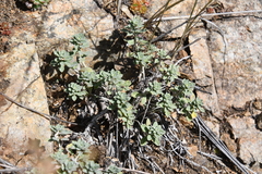 Odontarrhena obovata