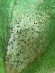 Septoria stellariae