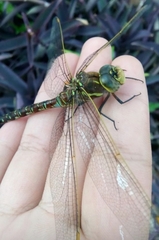Rhionaeschna psilus