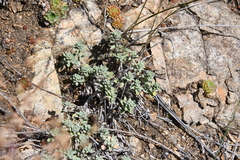 Odontarrhena obovata