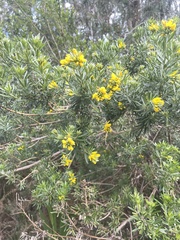 Genista linifolia