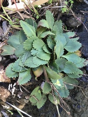 Micranthes eriophora