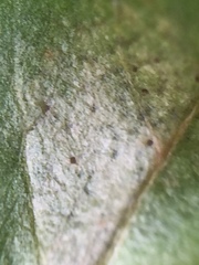 Septoria stellariae