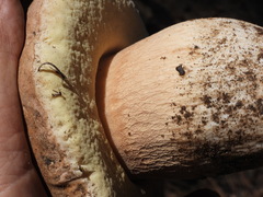 Boletus barrowsii