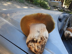 Boletus barrowsii