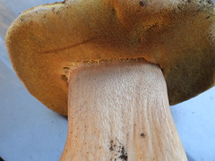 Boletus barrowsii