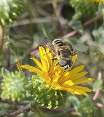 Eristalis stipator