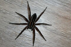 Dolomedes minor