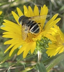Eristalis stipator
