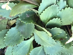 Micranthes eriophora