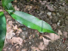 Lithocarpus hancei