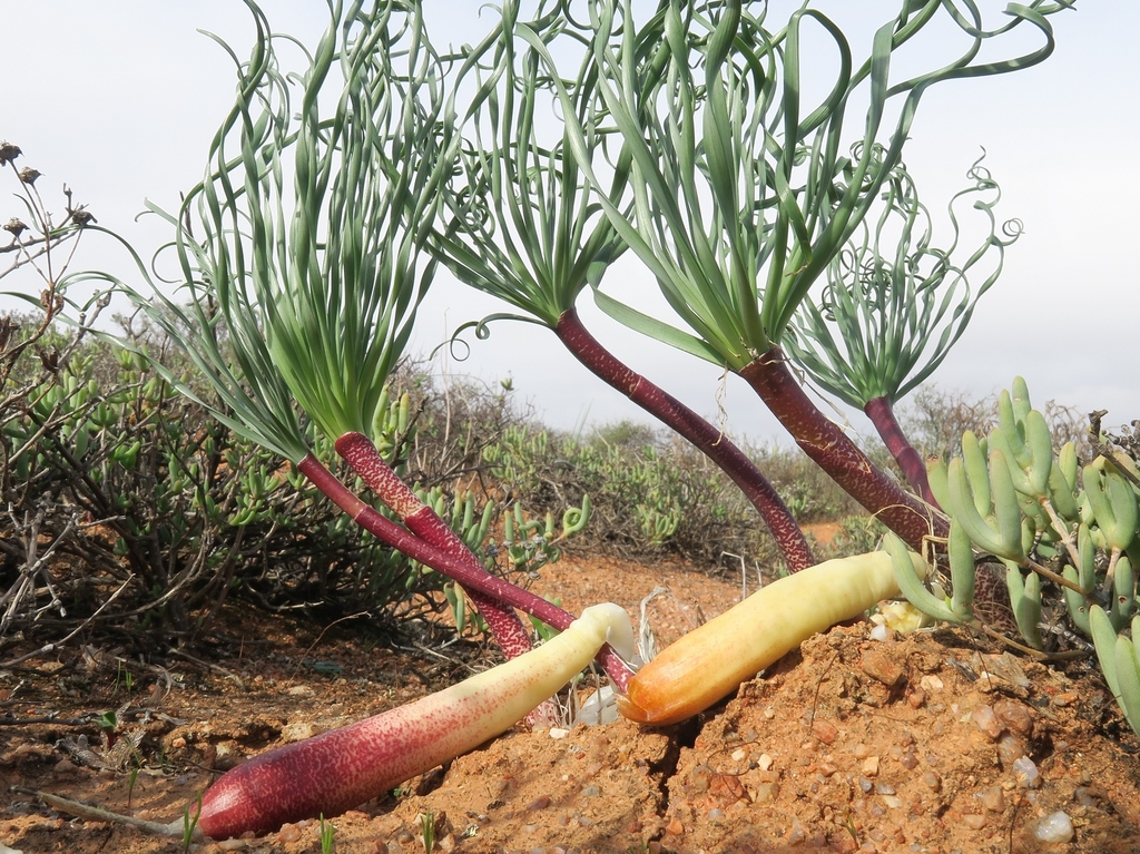 Gethyllis britteniana, Farm Brakputs, Namakwa, South Africa