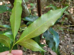 Lithocarpus hancei