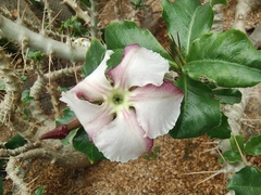 Pachypodium saundersii