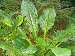 Lysichiton americanus