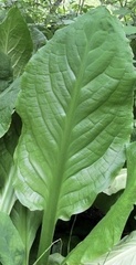 Lysichiton americanus