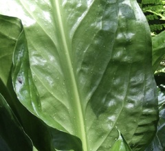 Lysichiton americanus