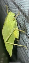 Microcentrum rhombifolium