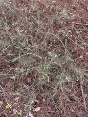 Hypocalymma angustifolium