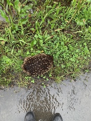 Tachyglossus aculeatus