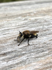 Laphria posticata