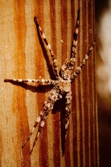 Dolomedes albineus