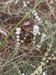 Hypocalymma angustifolium
