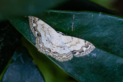 Scopula propinquaria