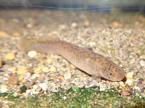 Black mudfish