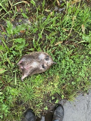 Tachyglossus aculeatus