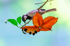 Parus minor commixtus