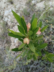 Dodonaea viscosa