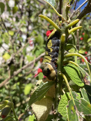 Papilio garamas