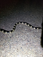 Rhinocheilus lecontei