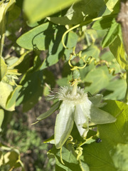 Passiflora subpeltata