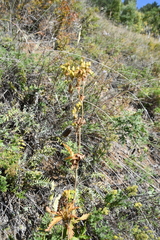Potentilla longifolia