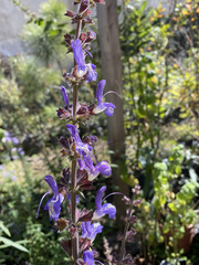 Salvia forskaehlei